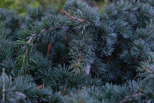 Green spruce branches in a flower bed