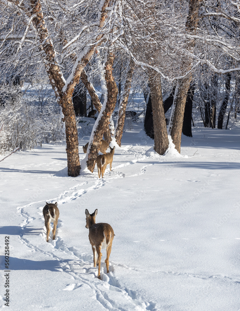 Landscape view of a large family of white-tailed deer walking along a snow covered trail towards a tree-lined ravine on a sunny winter day Landscape view of a large family of white-tailed deer walking along a snow covered trail towards a tree-lined ravine on a sunny winter day