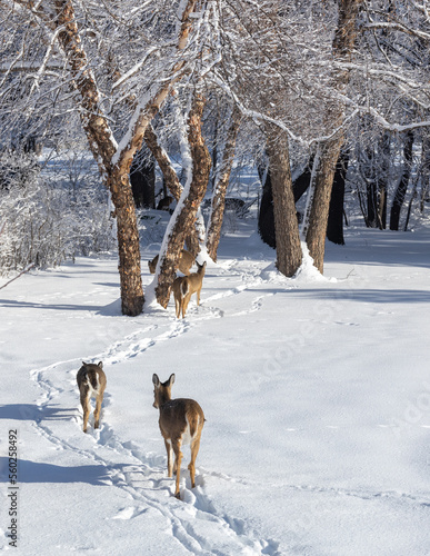 Landscape view of a large family of white-tailed deer walking along a snow covered trail towards a tree-lined ravine on a sunny winter day