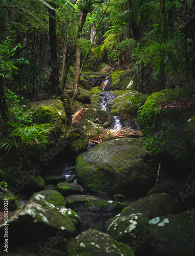 Nice rainforest in waiheke island, New Zealand