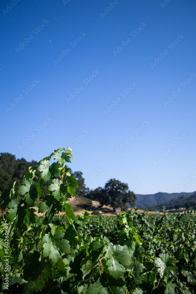 vineyard and sky