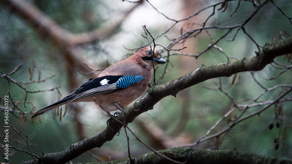 Eurasian Jay sitting on the tree branch. Cute brown bird with bright blue feather on the wing. Eurasian Jay sitting on the tree branch. Cute brown bird with bright blue feather on the wing.