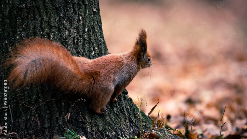 Little red squirrel sitting on the tree in spring. Wild animal in nature. Cute animal in the park. 