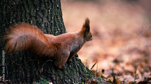 Little red squirrel sitting on the tree in spring. Wild animal in nature. Cute animal in the park. 