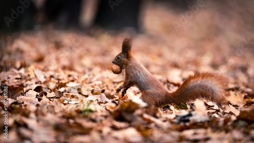Little red squirrel sits in the meadow in autumn. Wild animal in nature. Cute animal in the park.