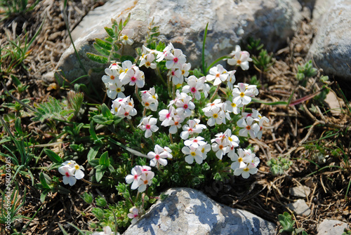 Blooming white flowers beween the rocks photo