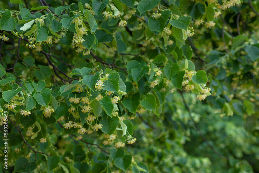 blooming small-leaved linden, natural medicine and healing herbal tea. blooming small-leaved linden, natural medicine and healing herbal tea.