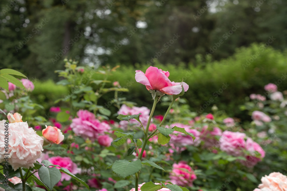 blooming rose bushes in the garden in summer blooming rose bushes in the garden in summer