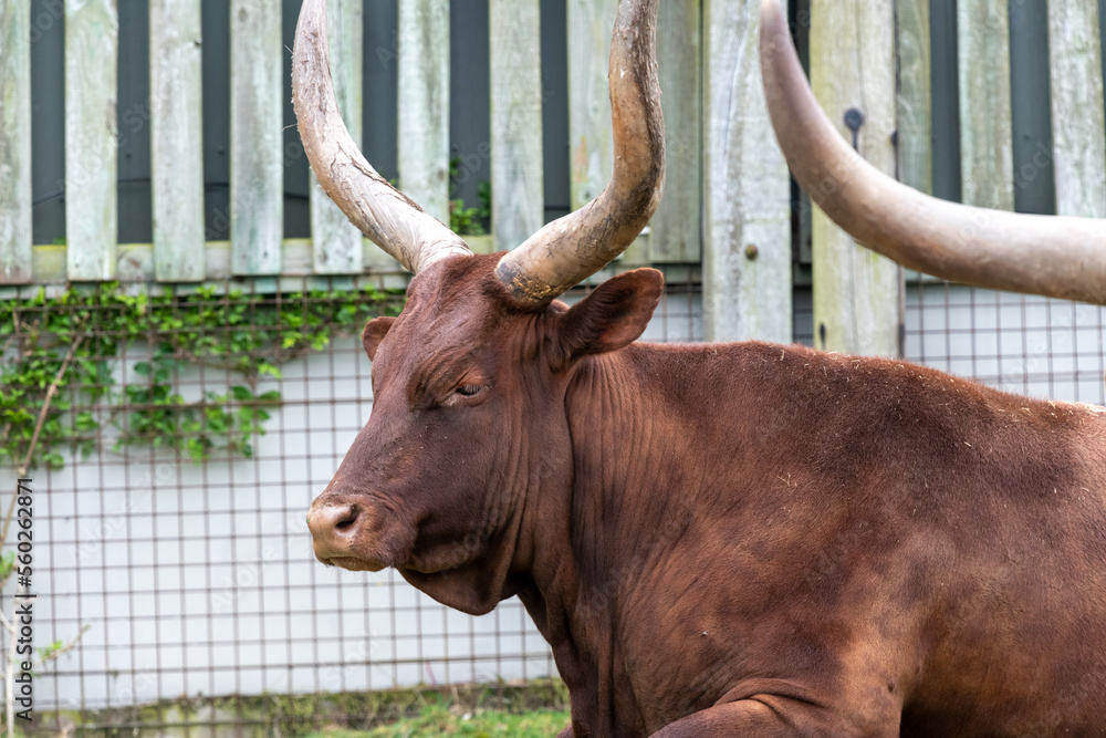 Head shot of an Ankole Watusi cow