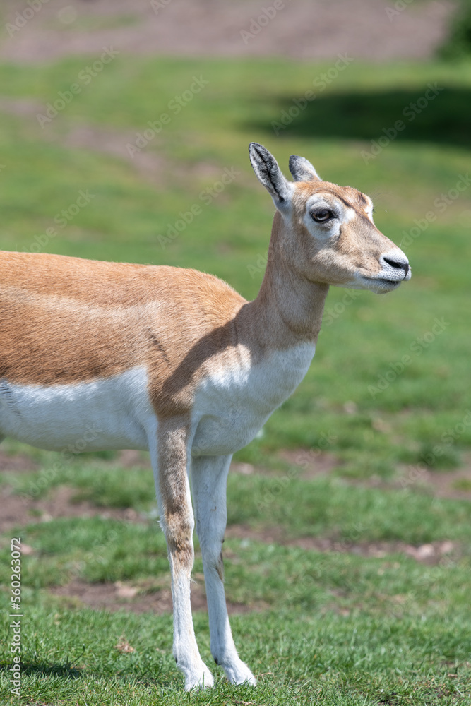 Close up of a blackbuck (antilope cervicapra) doe