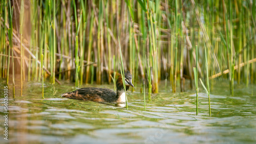 Great Crested Grebe bird swimming in the ponds blue water and spread their feathers during courtship. Exotic birds with beautiful plumage. Wildlife mating season