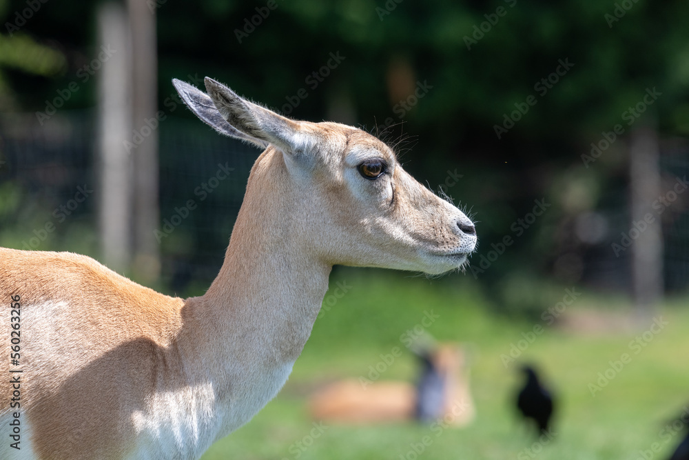 Head shot of a blackbuck (antilope cervicapra) doe