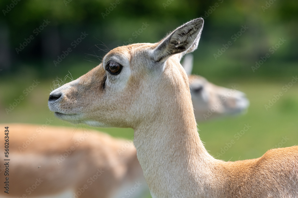 Head shot of a blackbuck (antilope cervicapra) doe Head shot of a blackbuck (antilope cervicapra) doe