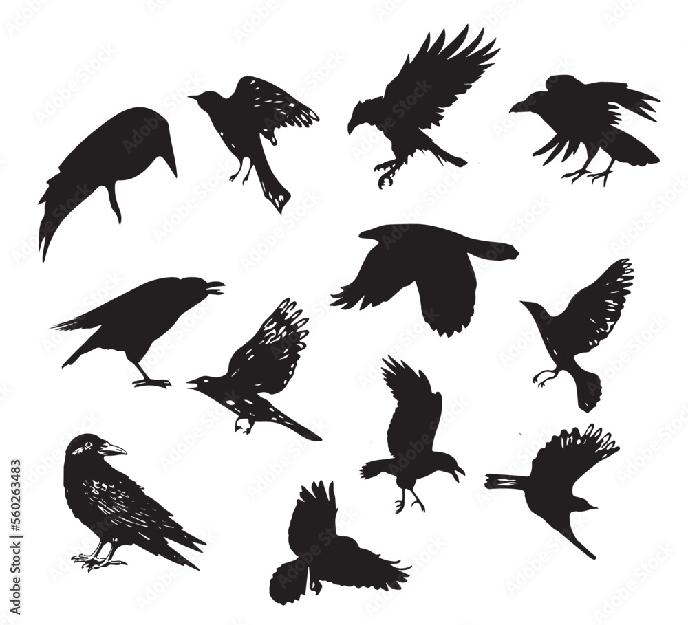 Obraz premium silhouettes of birds