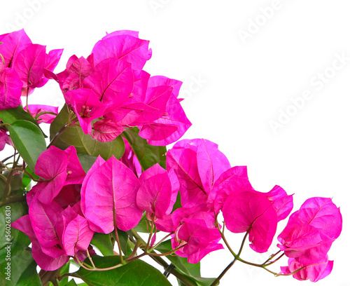 Bougainvillier 