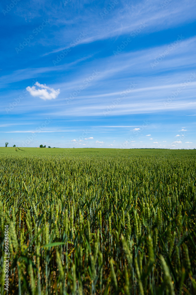 schönes Getreidefeld - Landwirtschaft