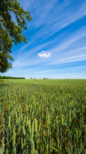 Obraz na płótnie agriculture - ecological farmland - wheat grain according to nature w salonie