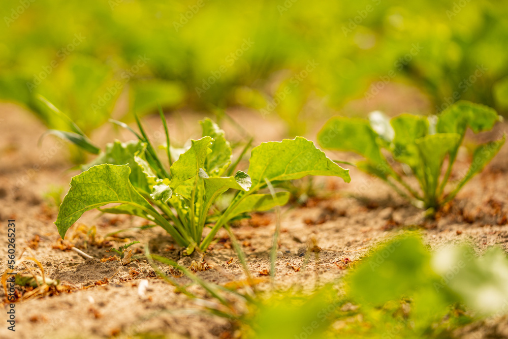 sugar beet cultivation - agriculture and the problem of lack of rainfall