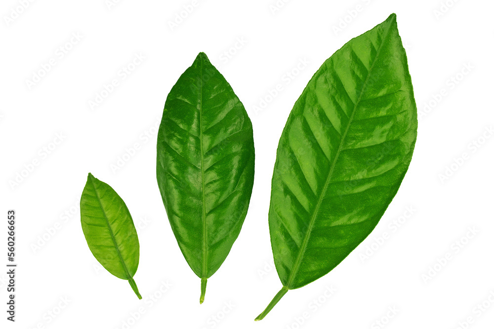 a branch of an orange or tangerine tree with fruits and flowers, isolated on a white background a branch of an orange or tangerine tree with fruits and flowers, isolated on a white background