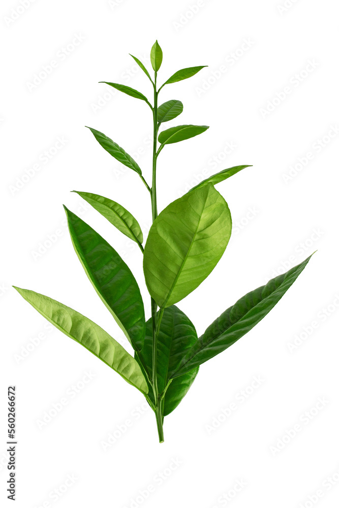 Fototapeta premium a branch of an orange or tangerine tree with fruits and flowers, isolated on a white background 