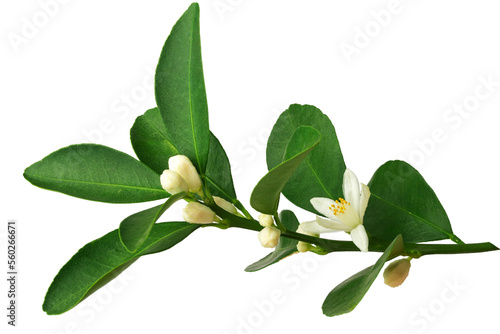 a branch of an orange or tangerine tree with fruits and flowers  isolated on a white background 