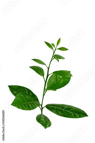 a branch of an orange or tangerine tree with fruits and flowers  isolated on a white background 
