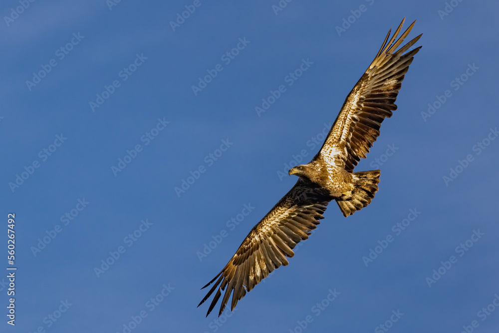 Obraz premium juvenile bald eagle in flight 