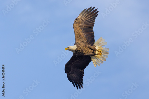 bald eagle against blue sky