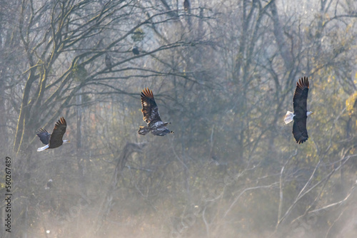 group of eagles in flight