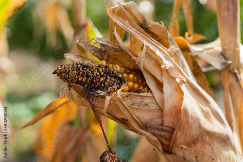 Close-up view of diseased and moldy corn cob on the field. Rotten corn with Ear Rot, disease commonly caused by insect infestations. Aflatoxin Aspergillus flavus and Aspergillus parasiticus. 