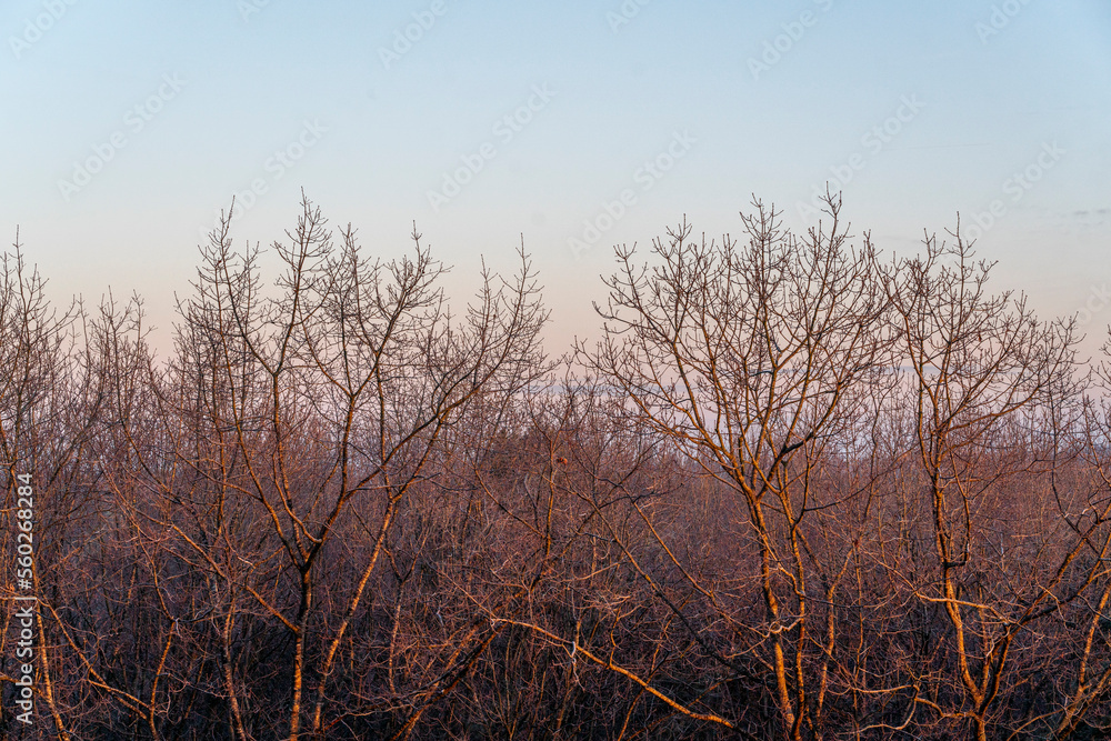 Forest from above with a lot of pine trees look at the canopy with beautiful light in autumn and cold mornings Forest from above with a lot of pine trees look at the canopy with beautiful light in autumn and cold mornings