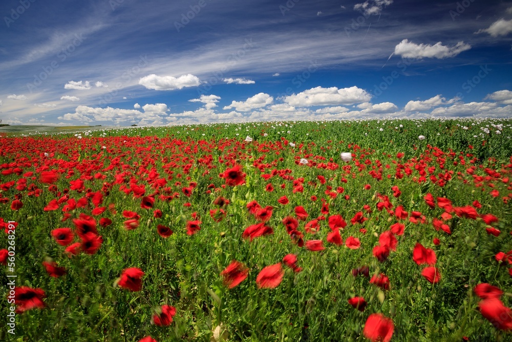 Wild poppies in a poppy field in the lowlands of western Slovakia during a windy summer day