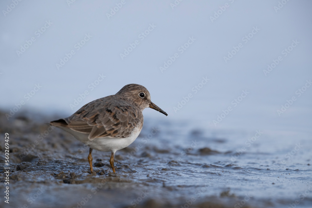 Temminck's stint (Calidris temminckii) the smallest waders in Europe. Temminck's stint (Calidris temminckii) the smallest waders in Europe.