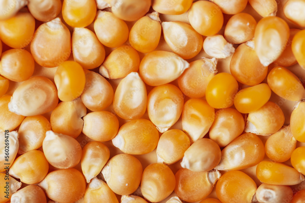 Raw corn kernels texture, background. Healthy vegan food, closeup Raw corn kernels texture, background. Healthy vegan food, closeup