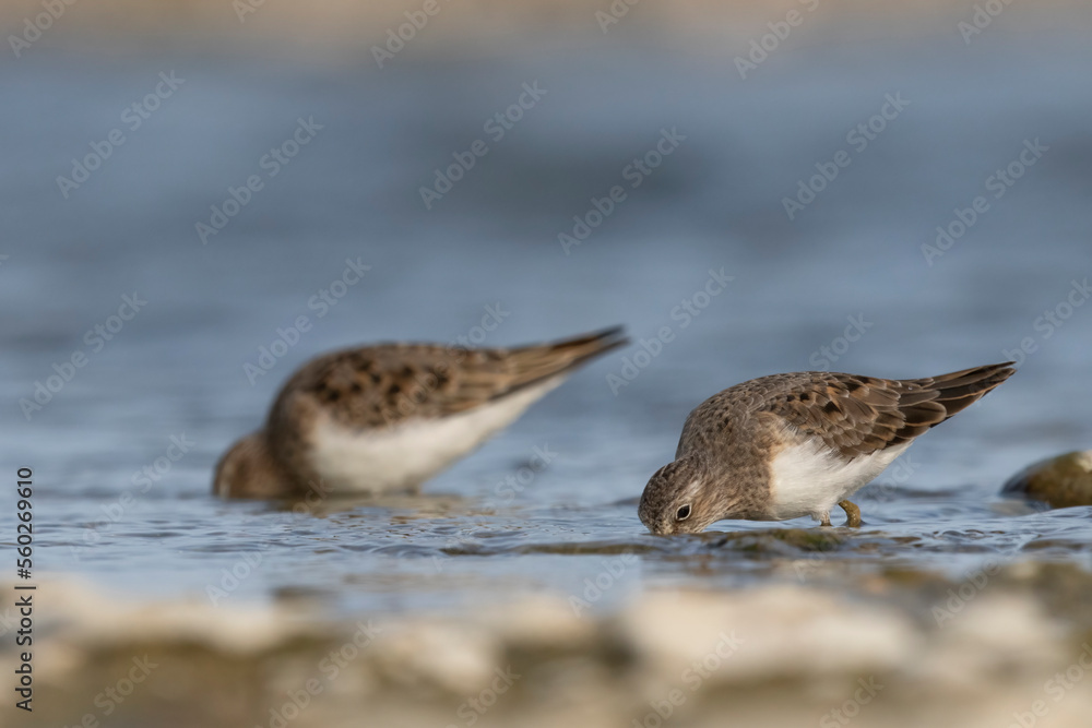 Temminck's stint (Calidris temminckii) the smallest waders in Europe. Temminck's stint (Calidris temminckii) the smallest waders in Europe.