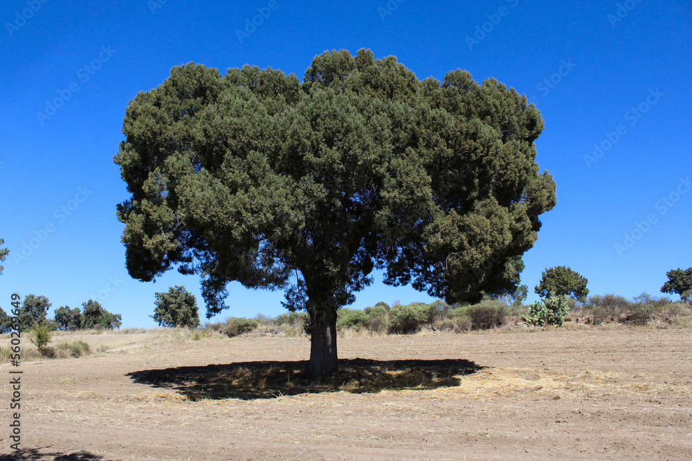 Frondoso árbol con sombra y cielo azul.  - obrazy, fototapety, plakaty 