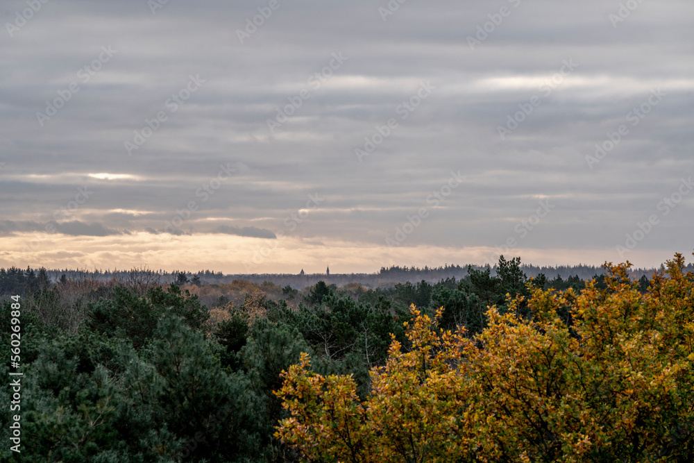 Tree top canopy beautiful view shots in winter time during sunrise sunset