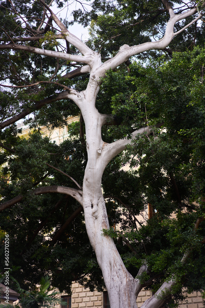 centenary tree in the historical center of malaga in front of the aduana museum