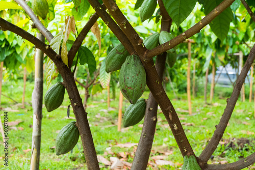 Canvas Print Green Cacao pods hang on Cacao tree at farm,Theobroma cacao.