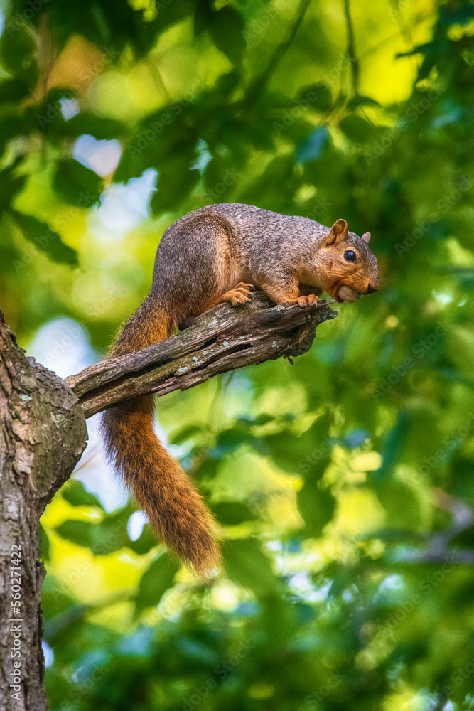 One Squirrel Foraging For Nuts