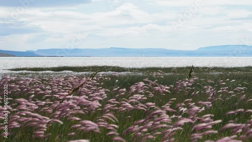 field of flowers Patagonia