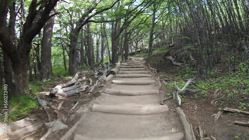 path in the woods Patagonia