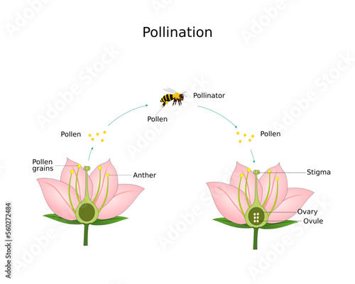 Pollination of flower by bee.