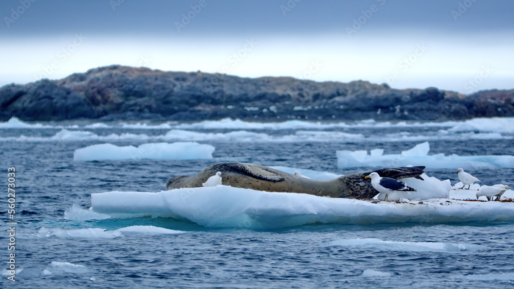 Fototapeta premium Leopard seal (Hydrurga leptonyx) on a floating iceberb at Kinnes Cove, Joinville Island, Antarctica