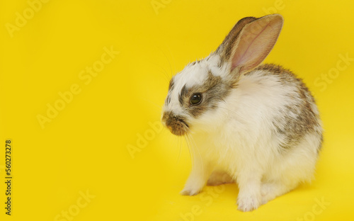 white rabbit on a colorful background