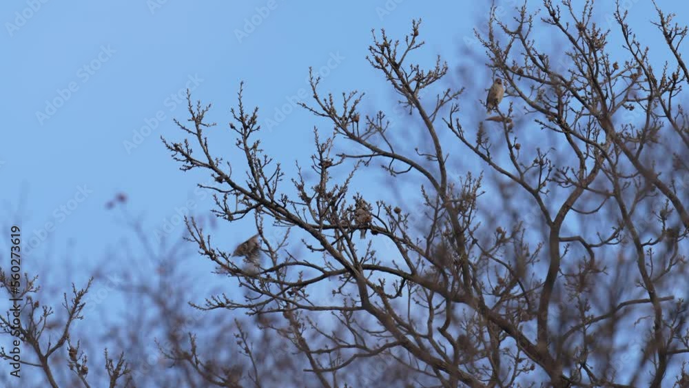 long tailed tit in a forest long tailed tit in a forest