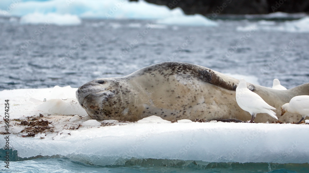 Fototapeta premium Leopard seal (Hydrurga leptonyx) on a floating iceberb at Kinnes Cove, Joinville Island, Antarctica