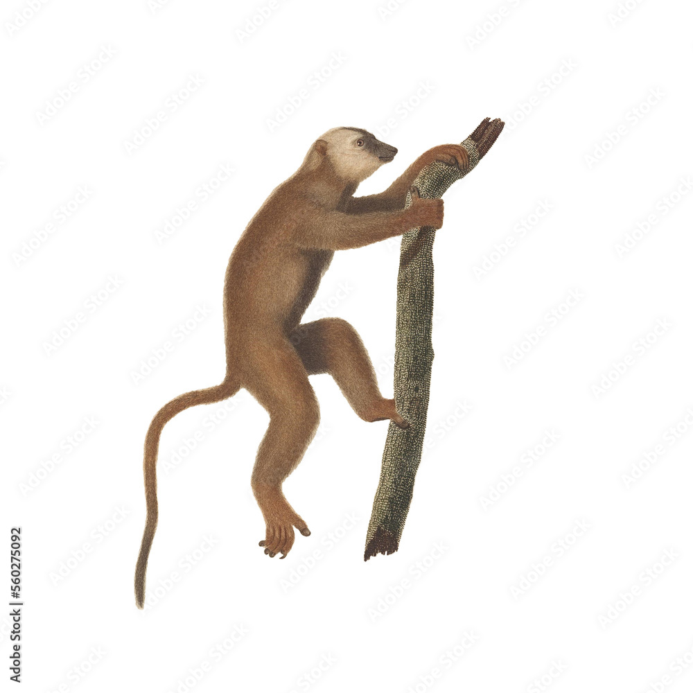 Realistic botanical illustration of different types of primates, monkeys and lemur, isolated on a white background - obrazy, fototapety, plakaty 