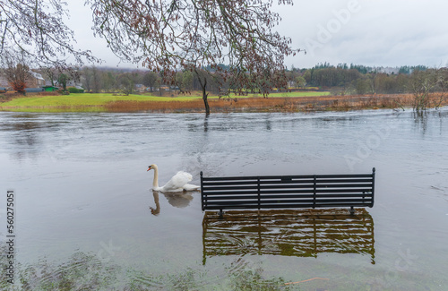 Schwan und Sitzbank auf überfluteter Wiese photo