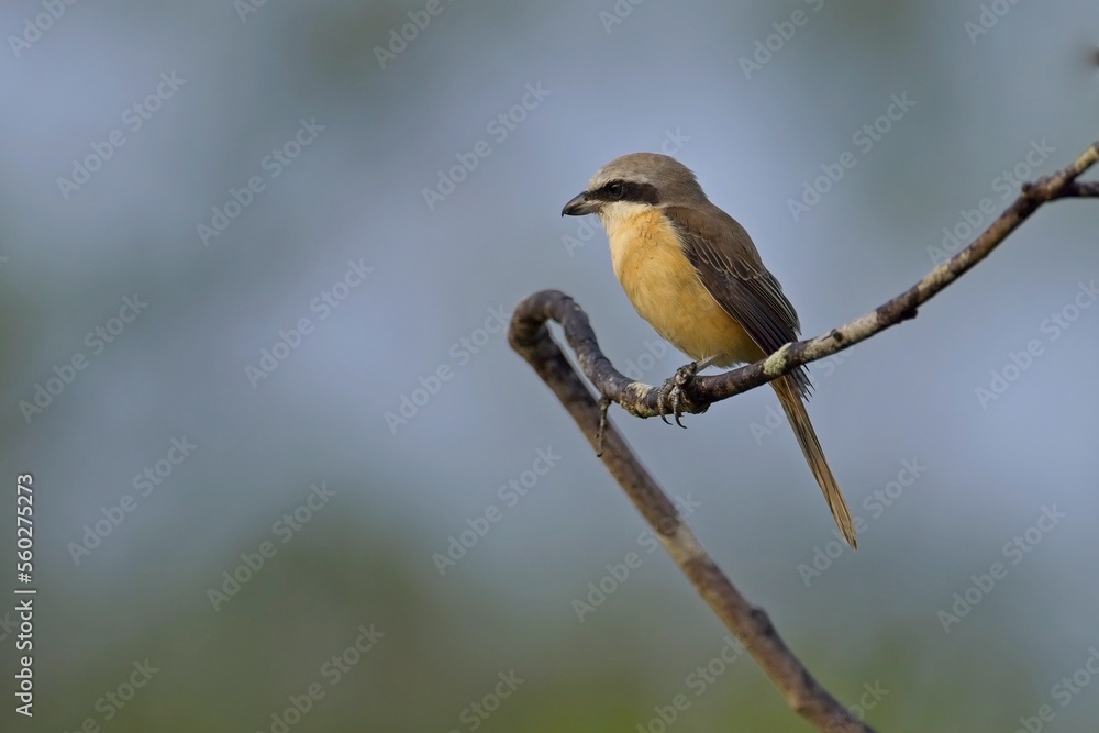 Obraz premium The brown shrike (Lanius cristatus), ťuhýk hnědý. on the branch, Sri Lanka.
